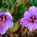 How climate change affected Saffron in Canada and India?