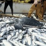 FAO report identifies climate risks scenarios to affect fish biomass