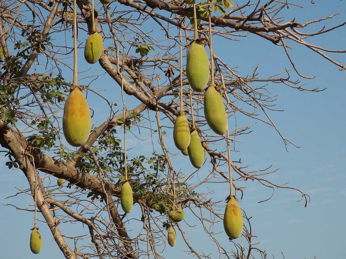 baobab fruit