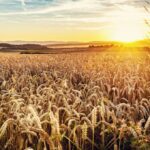 Can wheat survive in high temperature?