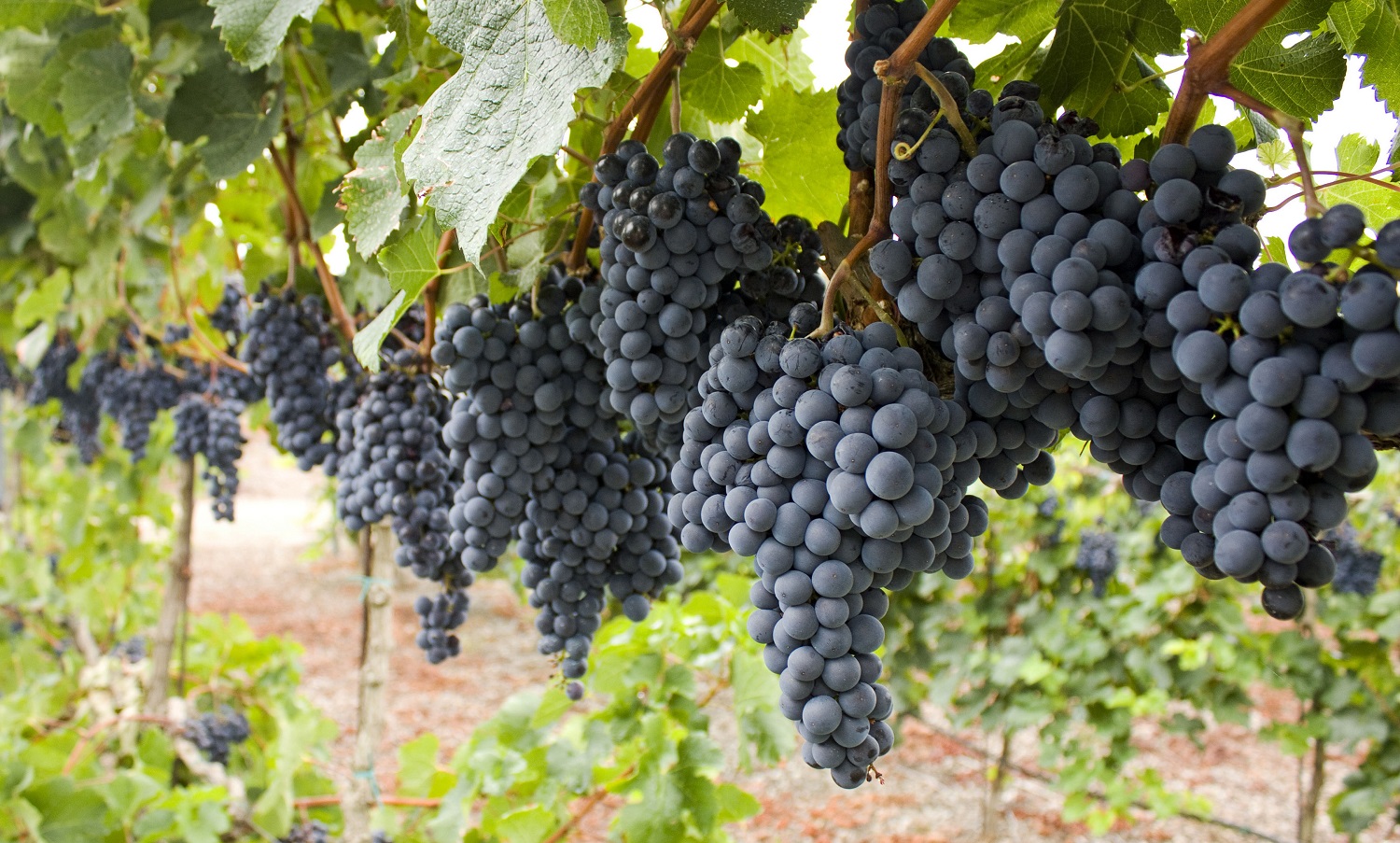 wine grapes