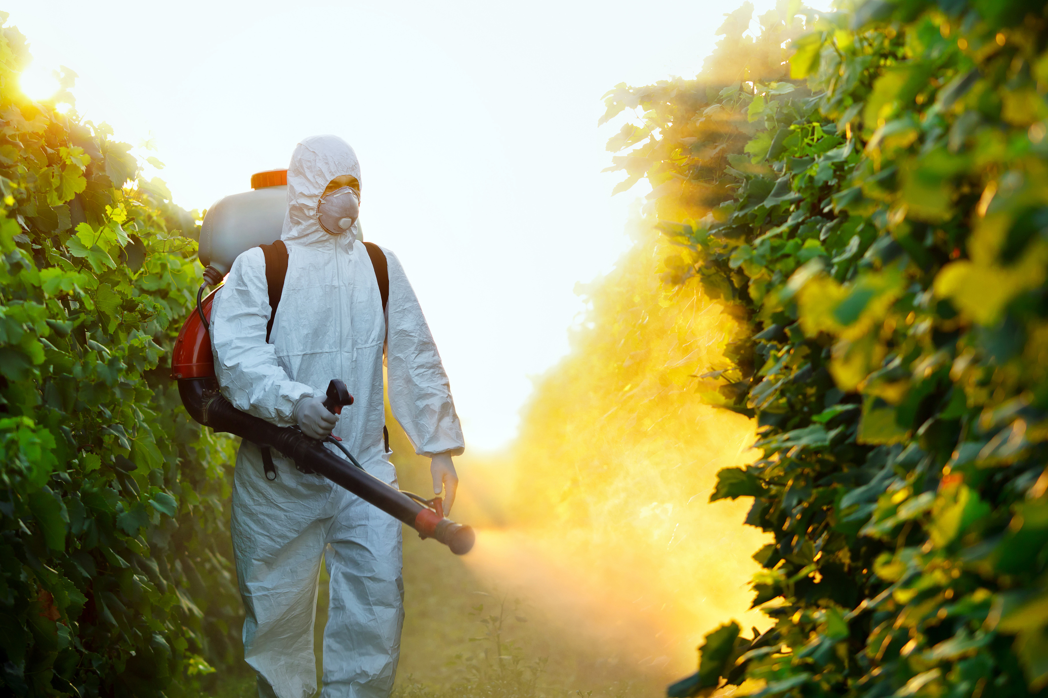 Carcinogenic pesticides are protected in U.S