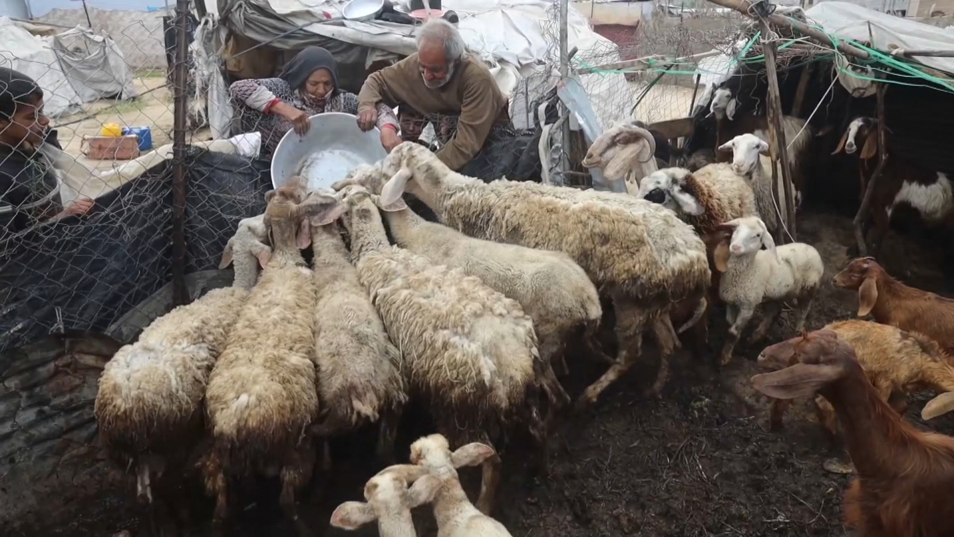 Livestock holders in Gaza received aid