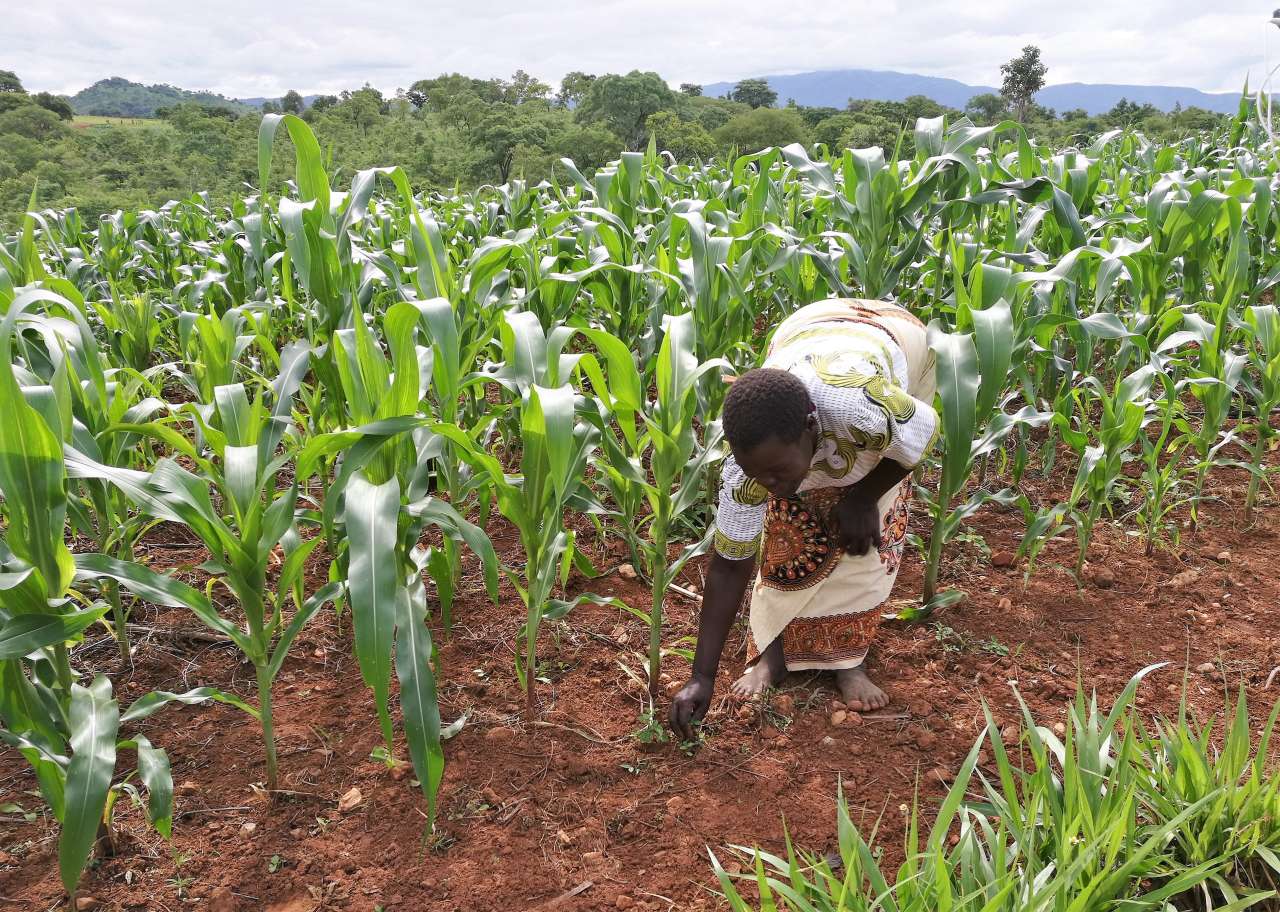 Grow maize in Sub- Sharan