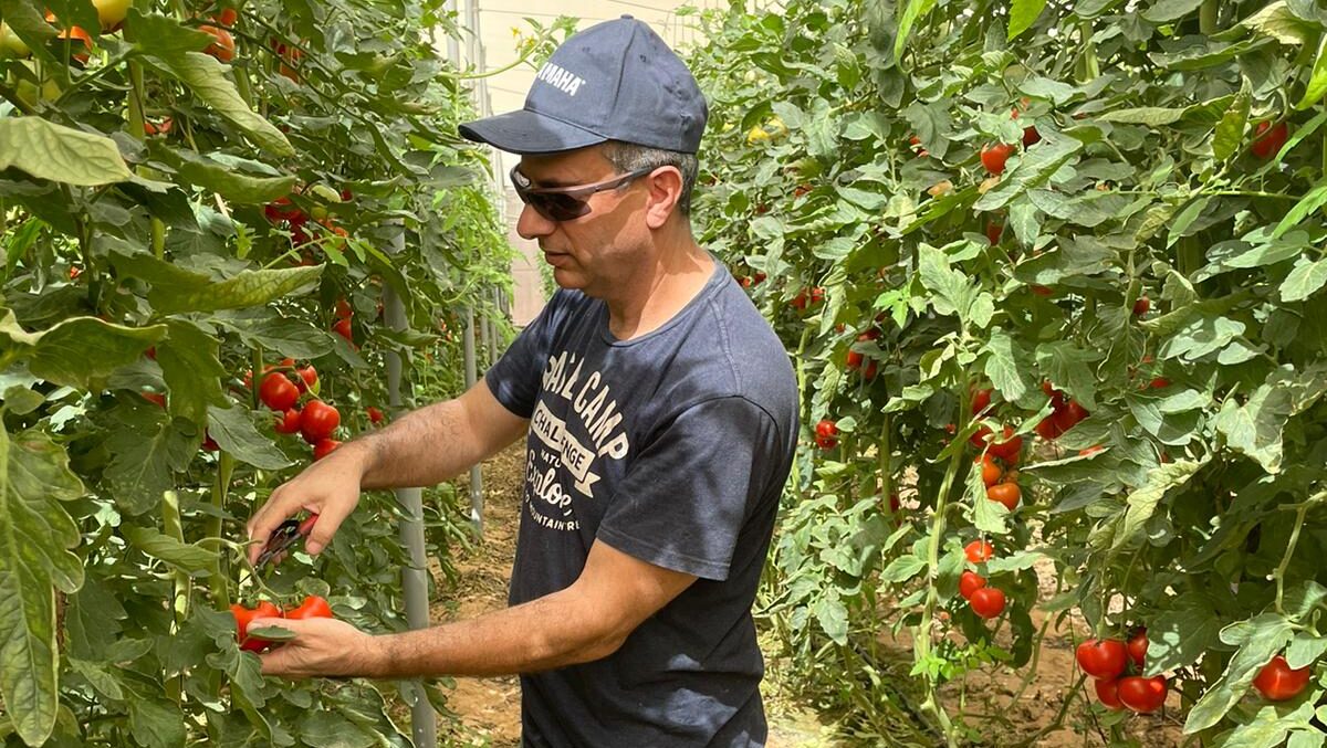 Israel's tomato crisis is continuing