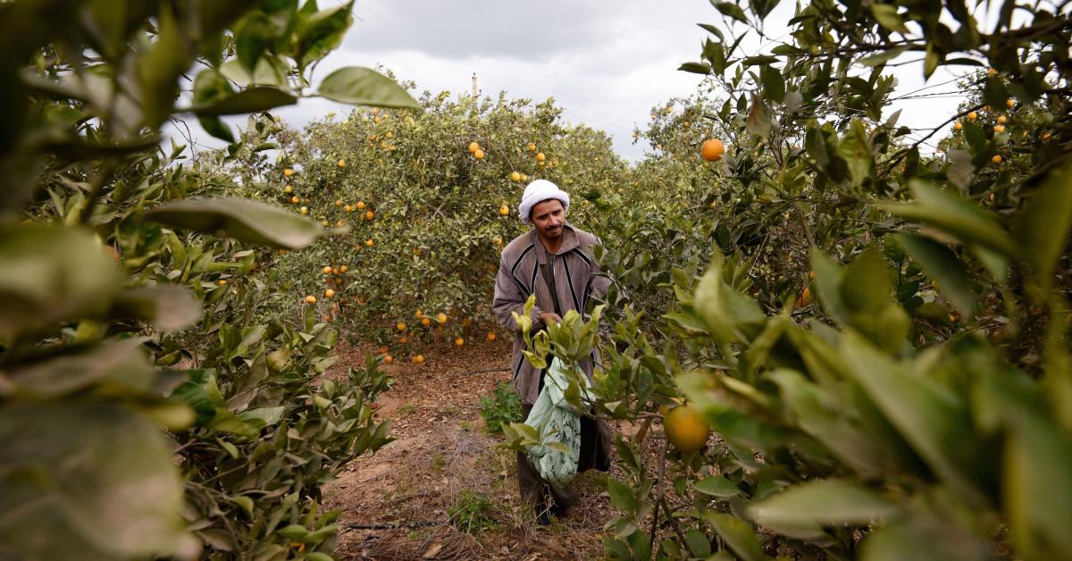 a man picking oranges from a tree