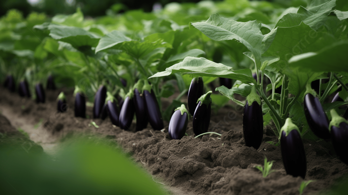 eggplant-grows