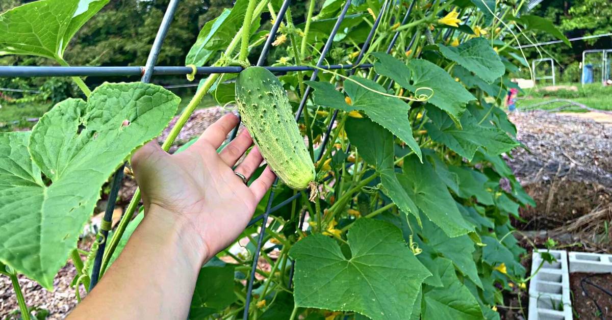 pickling-cucumbers-