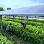 Pairing solar farms with growing Japanese yam saves clean energy and food<br><span  style=' color: grey; text-align: right;'>The country has severe restrictions on land usage</span>
