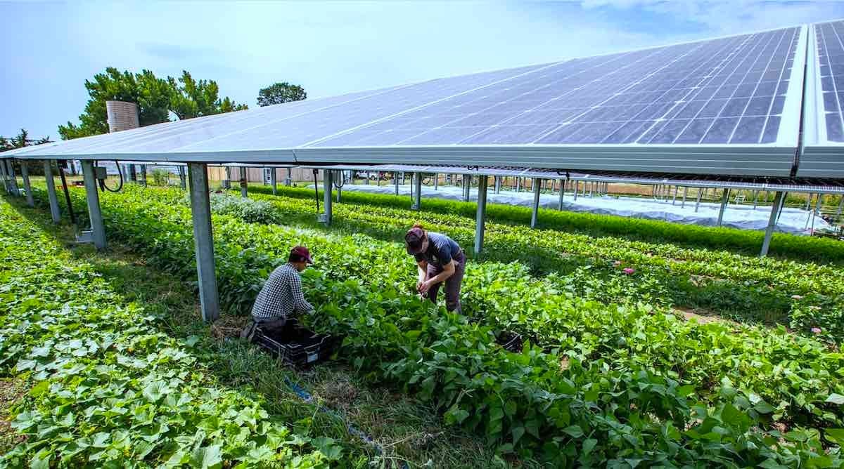 Japanese yam with solar panels