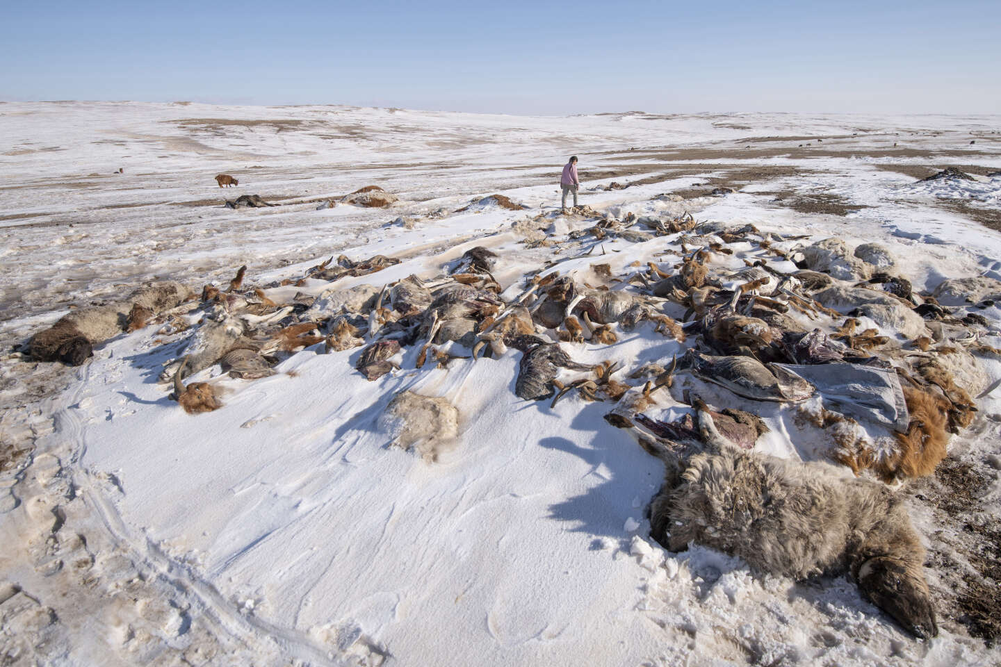 Livestock deaths in Mongolia's dzuds