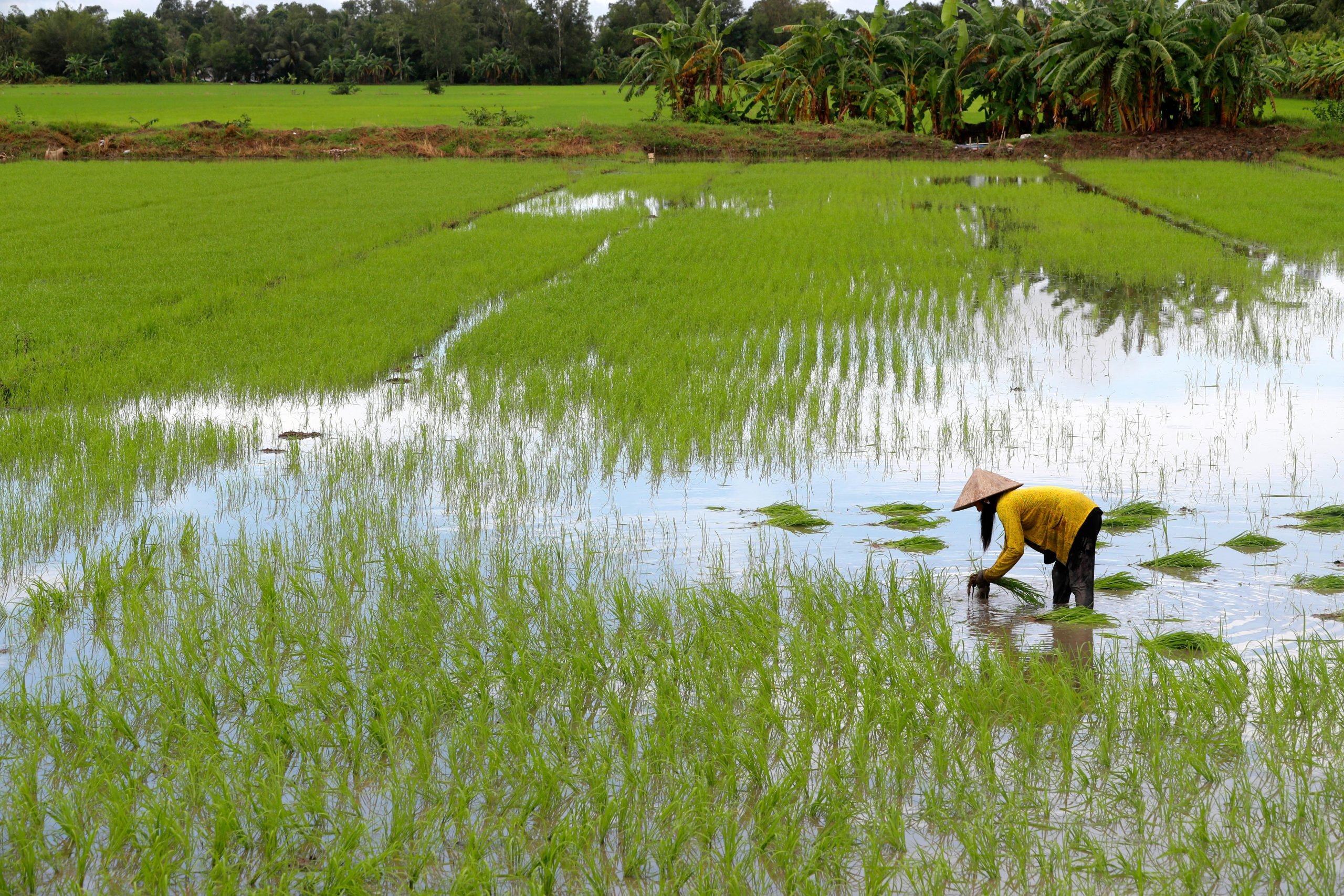 Providing sufficient food faces challenges