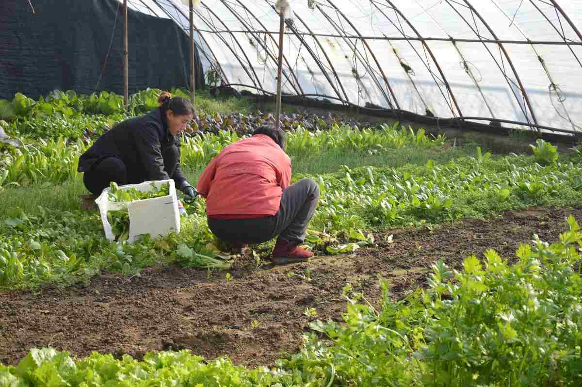 The greenhouse helps growing vegetables