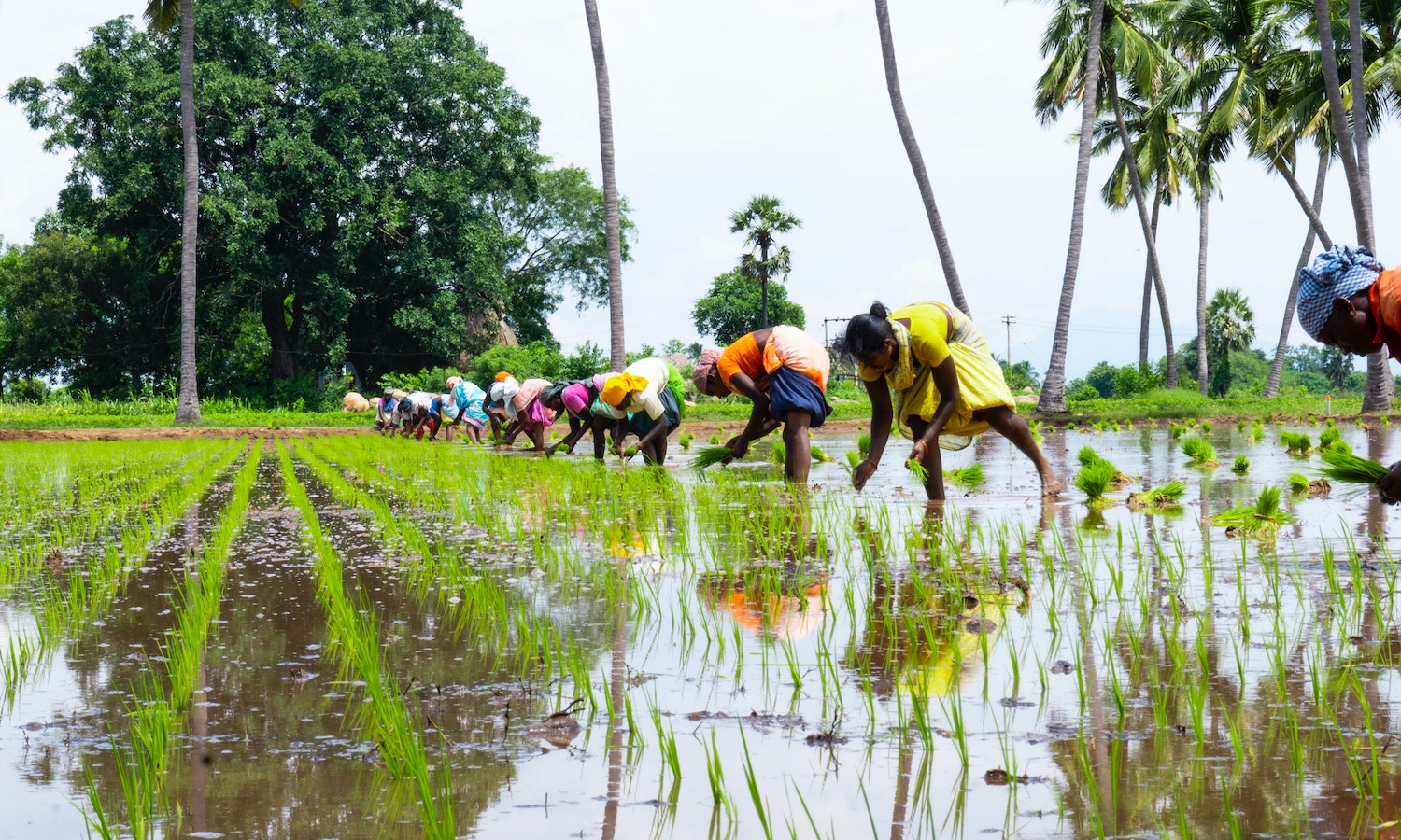 gender gap in agri-food systems