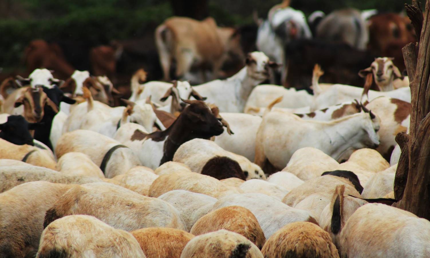 peste des petits ruminants (PPR) one of dangerous animal diseases