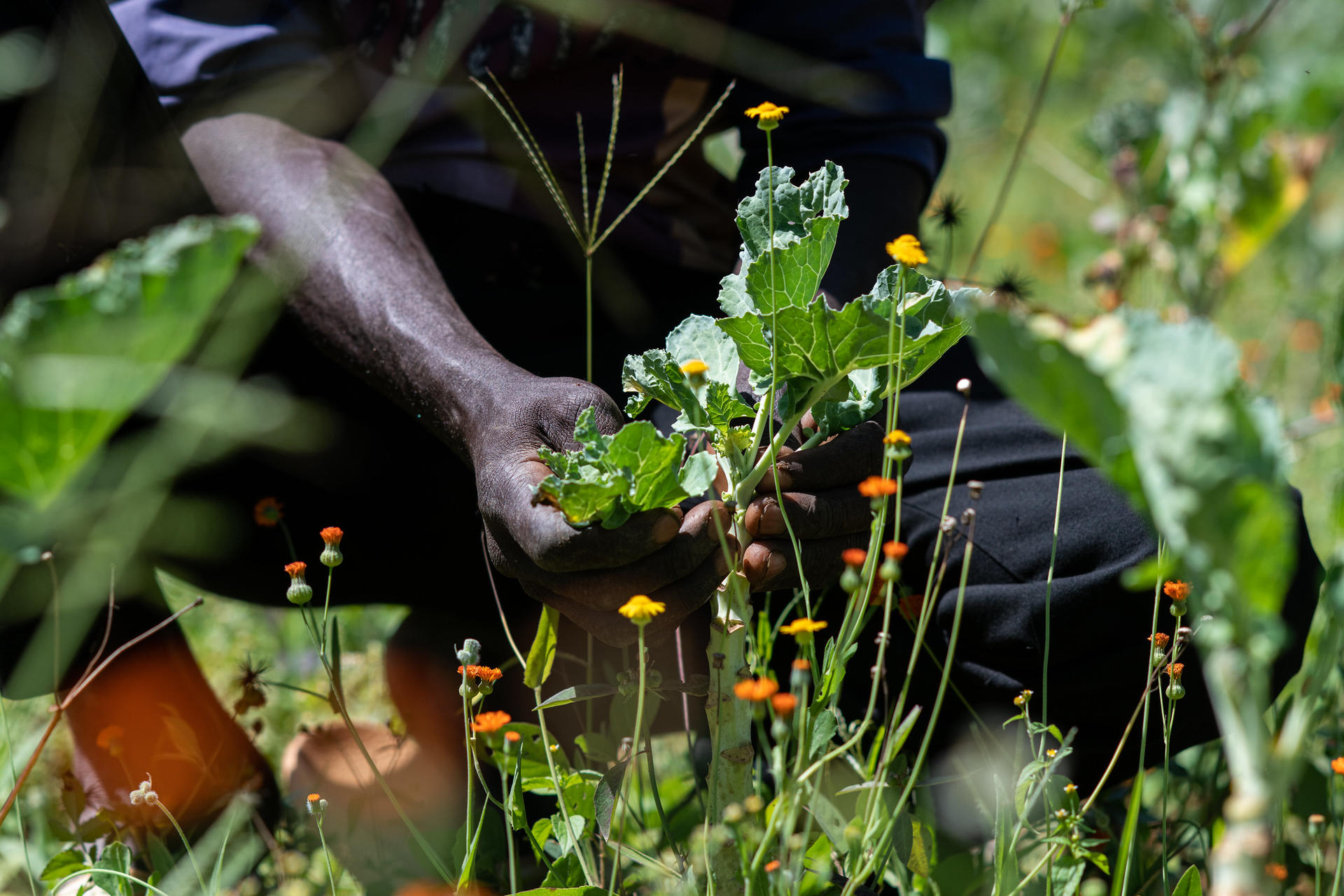 Agroecology faces climate change