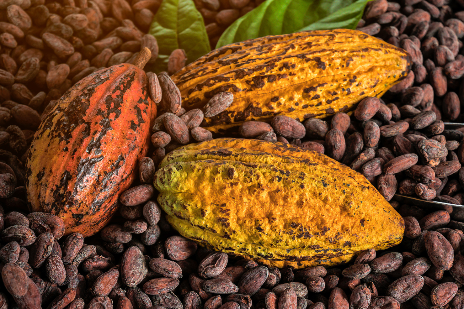 Cocoa farmer restored the industry