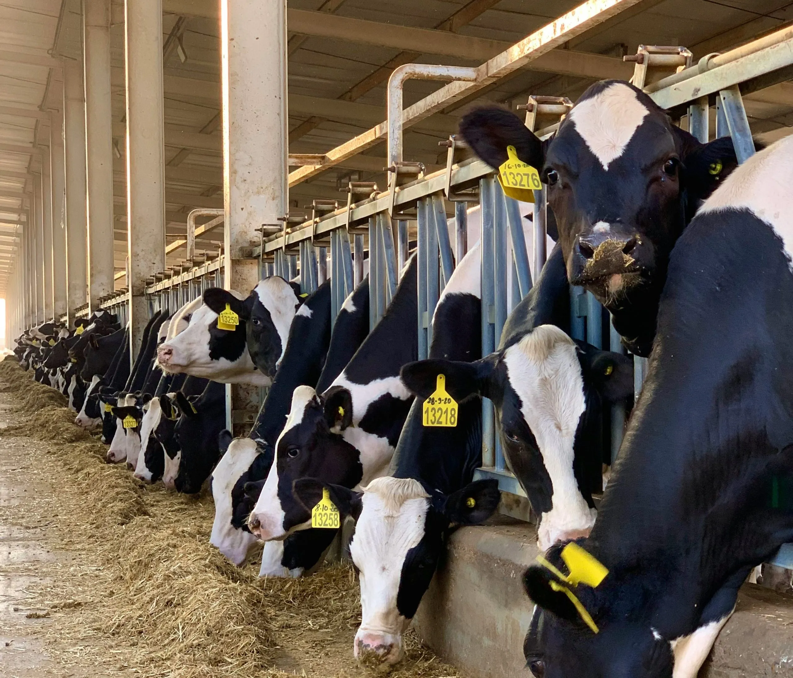 Denmark's cow carbon tax has support