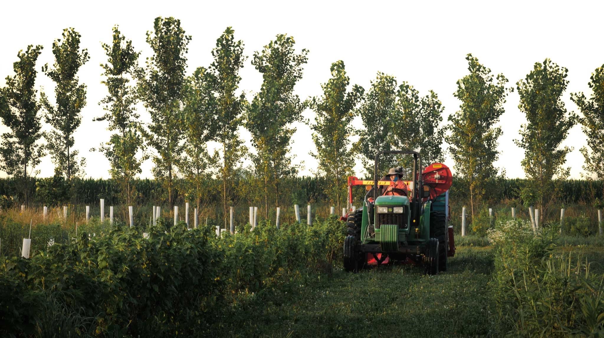 Agroforestry