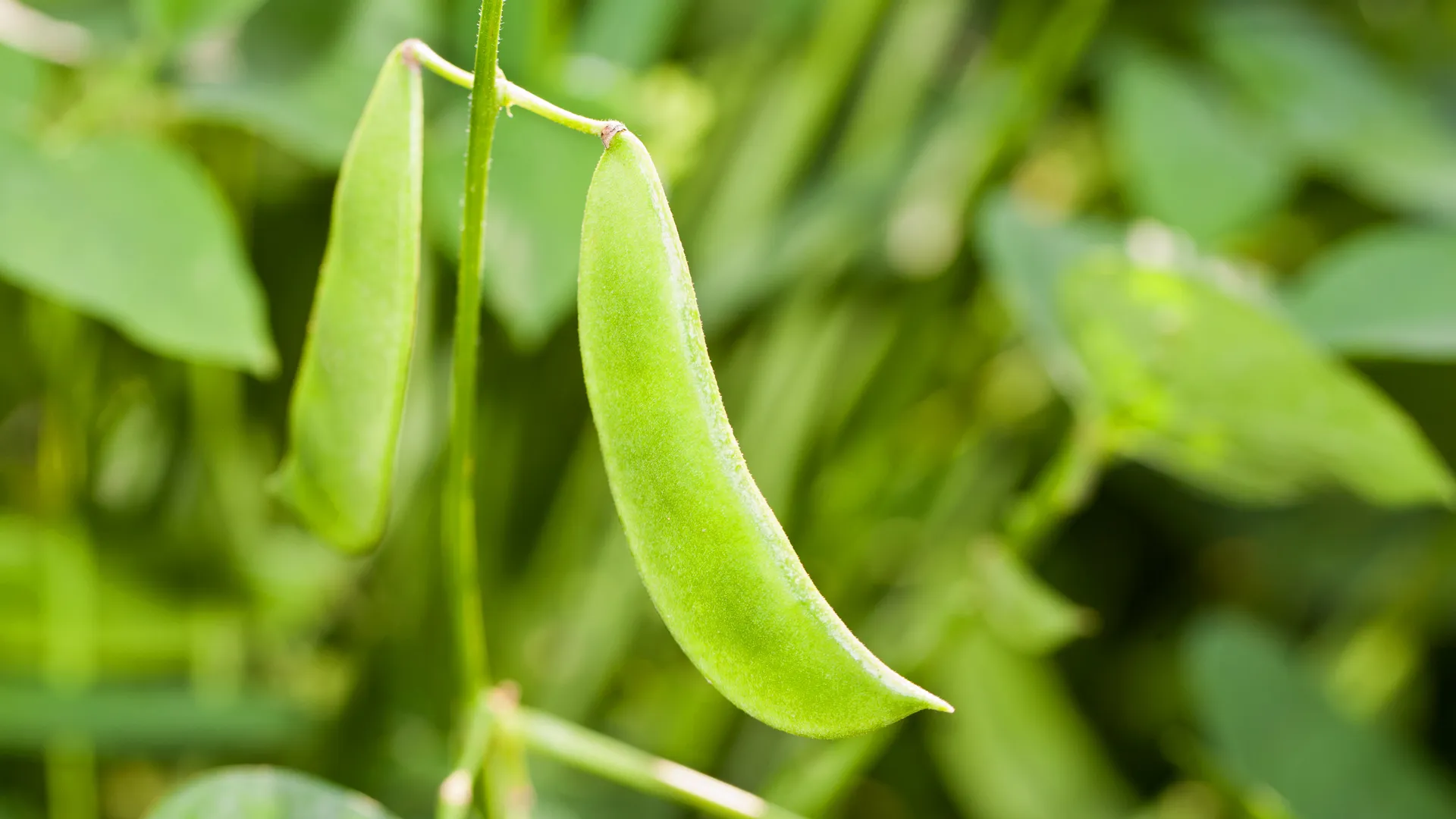 Seed-resistant soil turned into a green oasis