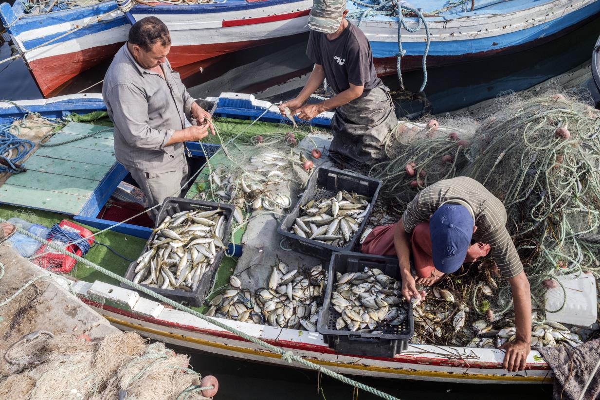 Aquatic food systems