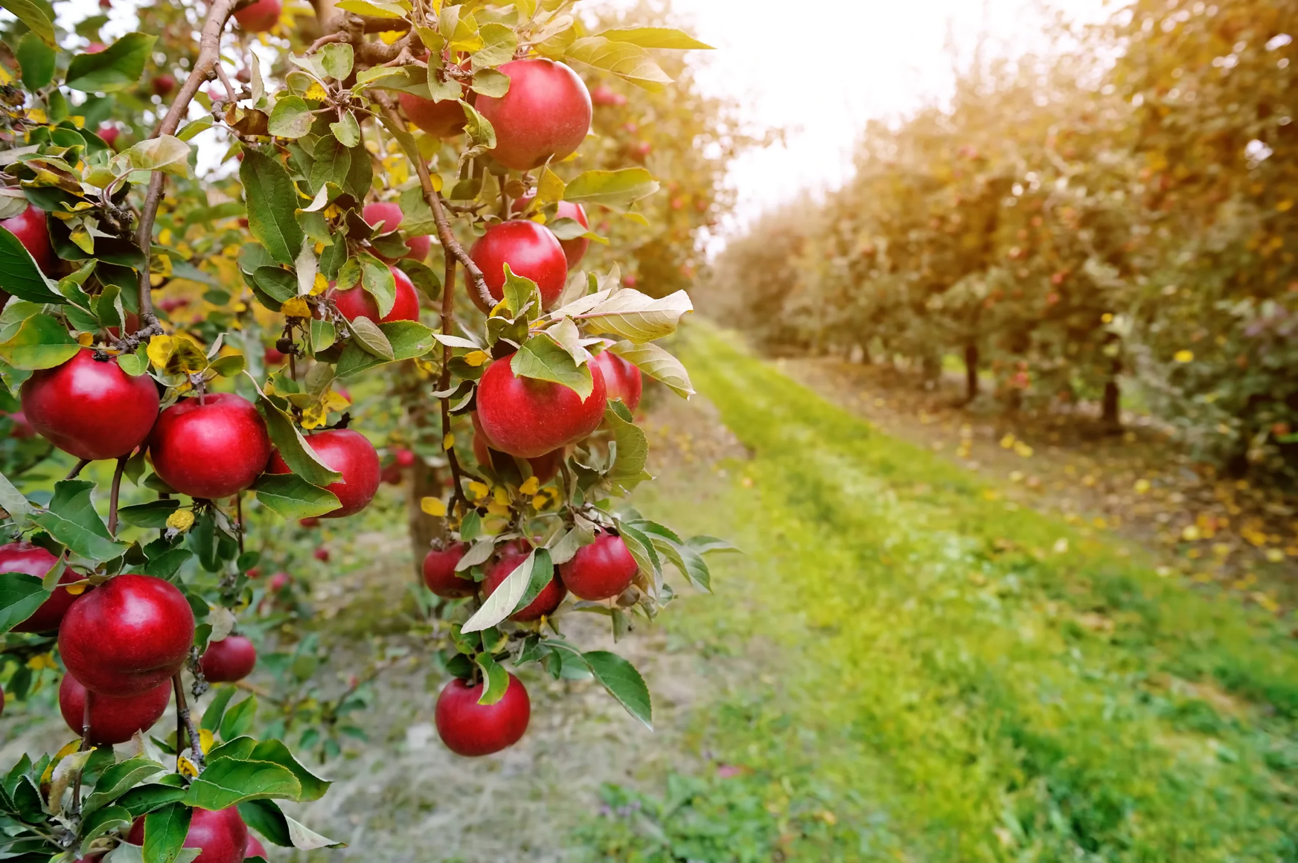 Azerbaijani apple