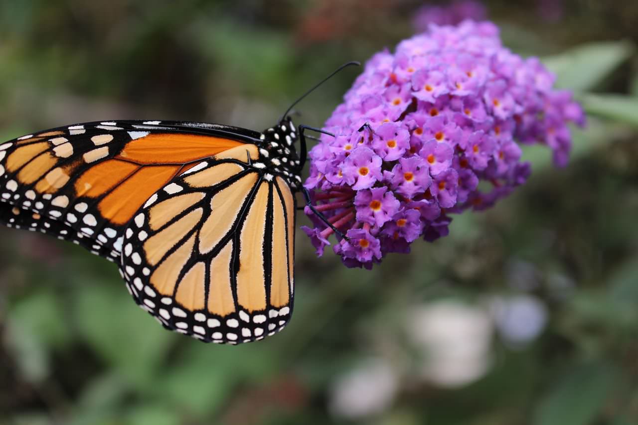 Butterflies in Greece are threatened with heat waves