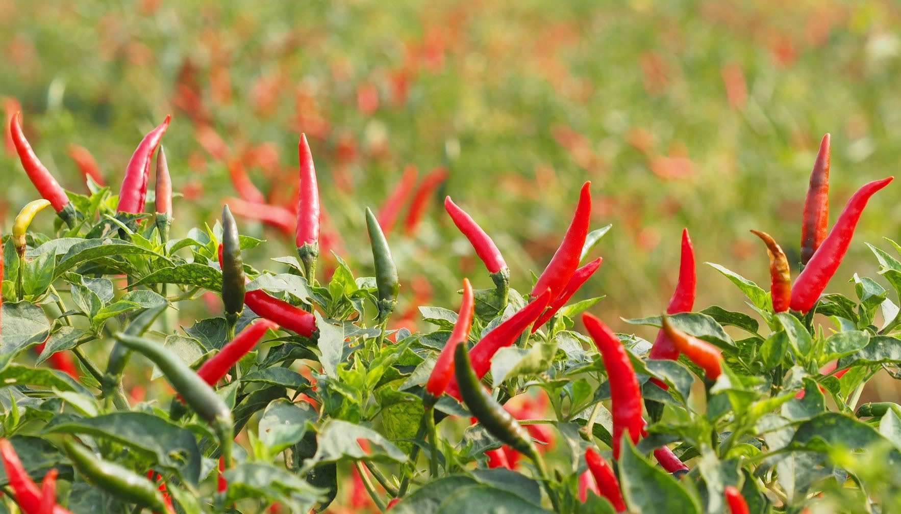 Growing chilies