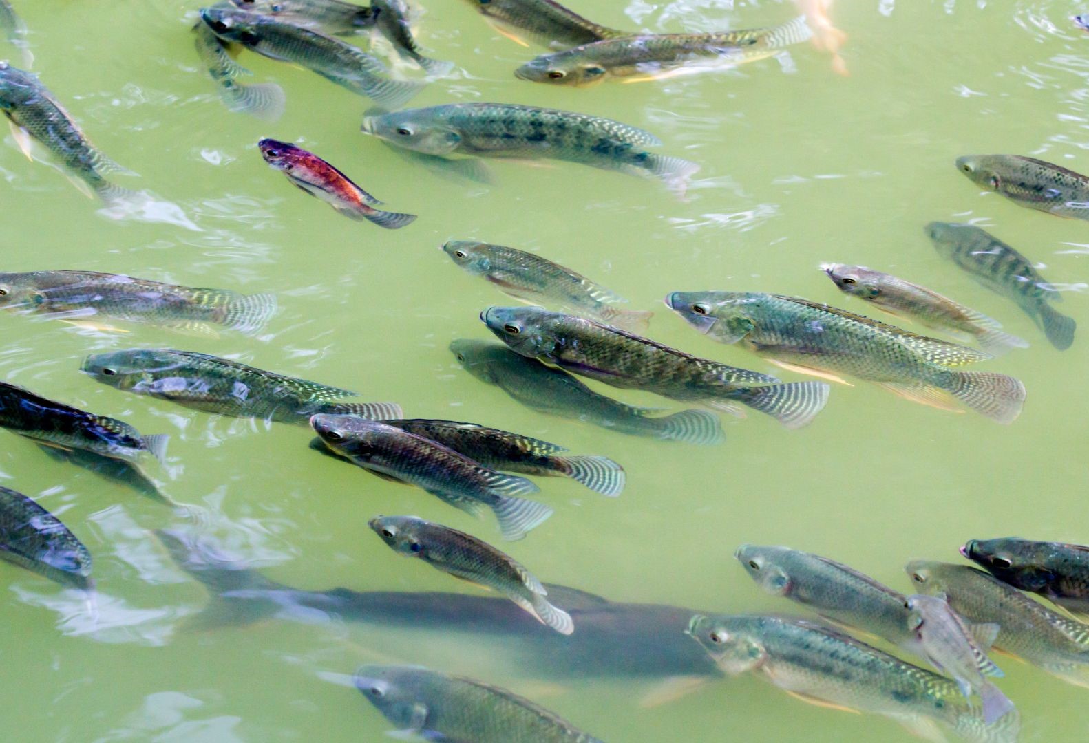 Nile tilapia fry