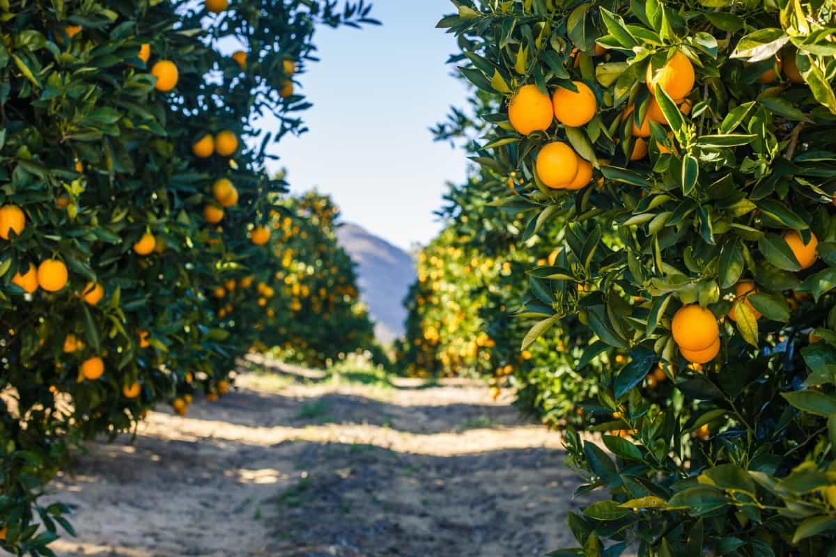 Spain's citrus Farming