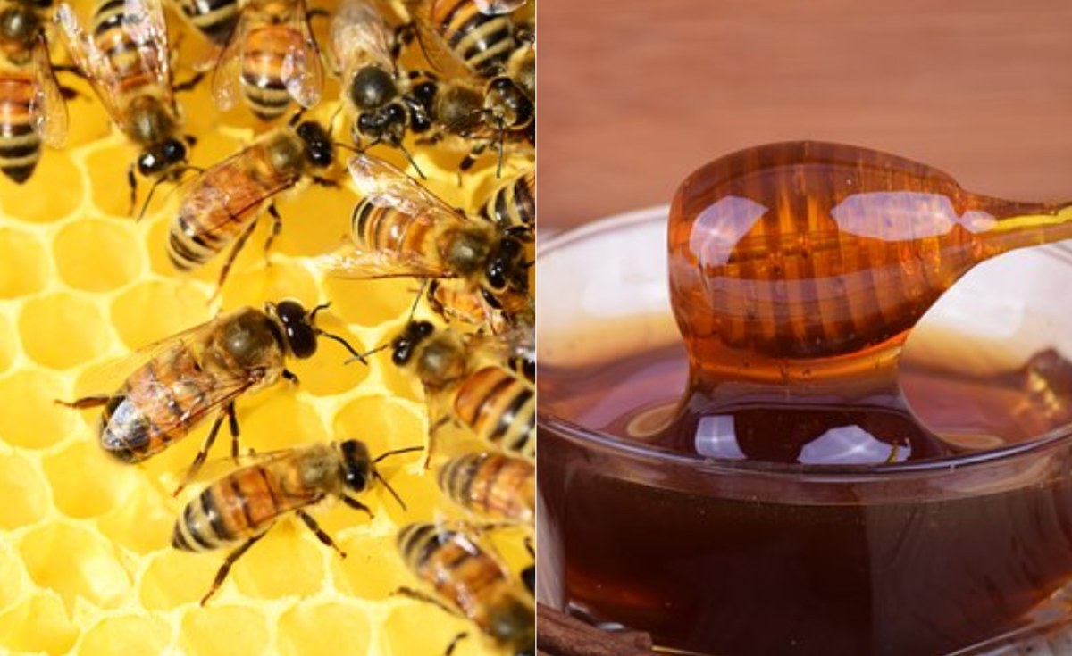 Reducing antibiotic use to bees