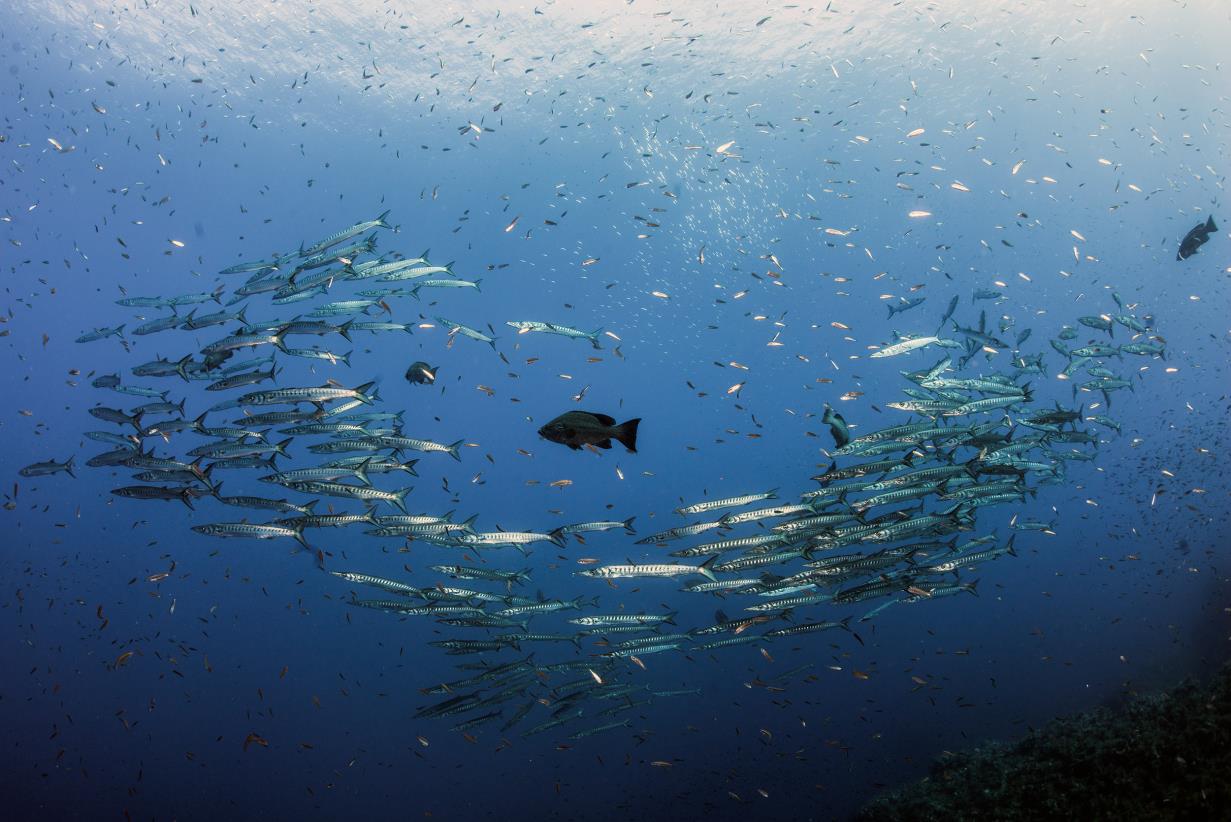 Aquaculture in the Mediterranean and the Black Sea