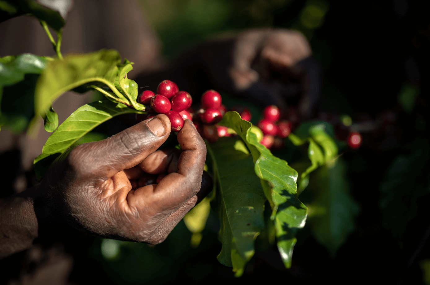 Coffee farmers