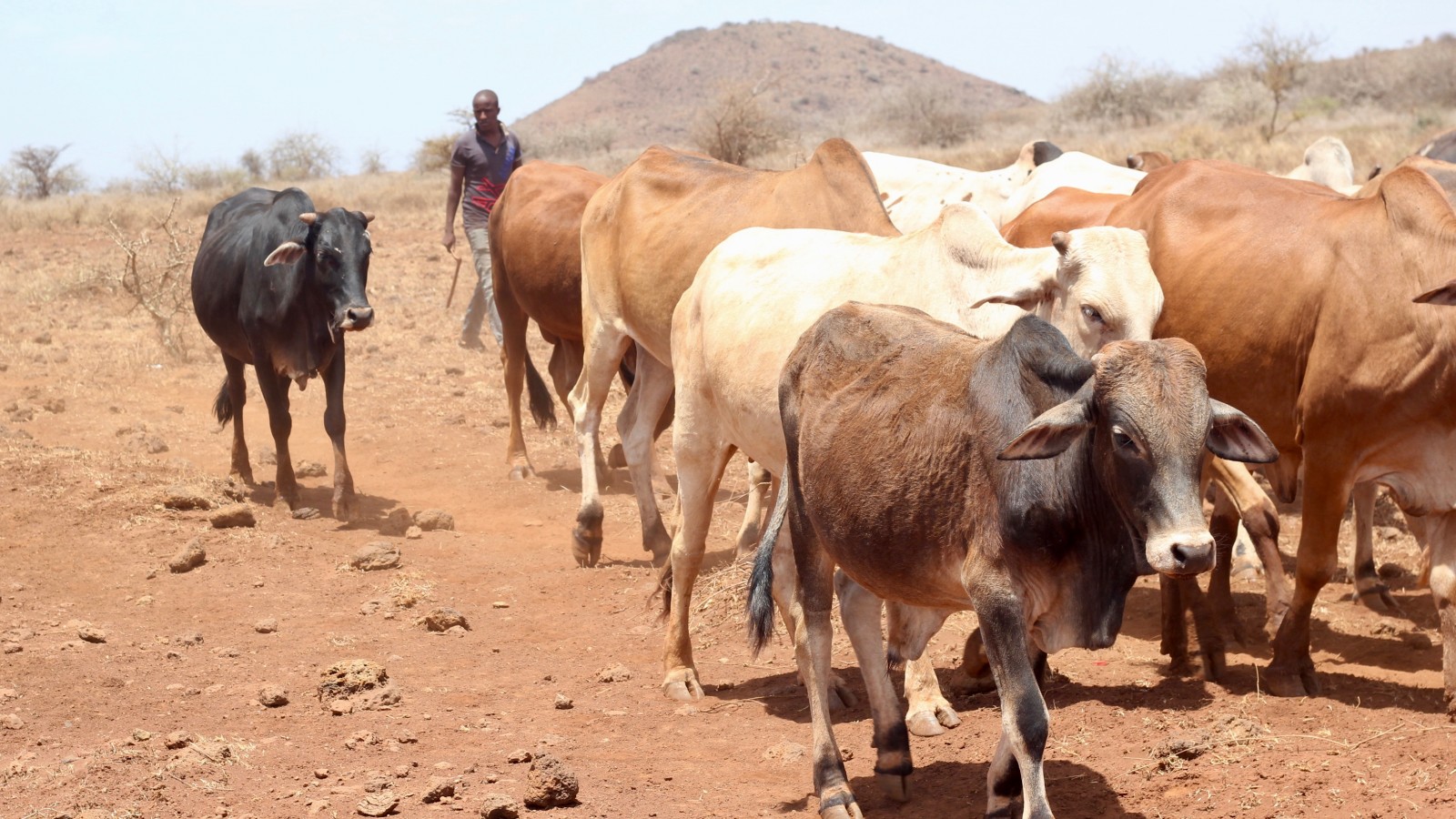 Livestock in Libya