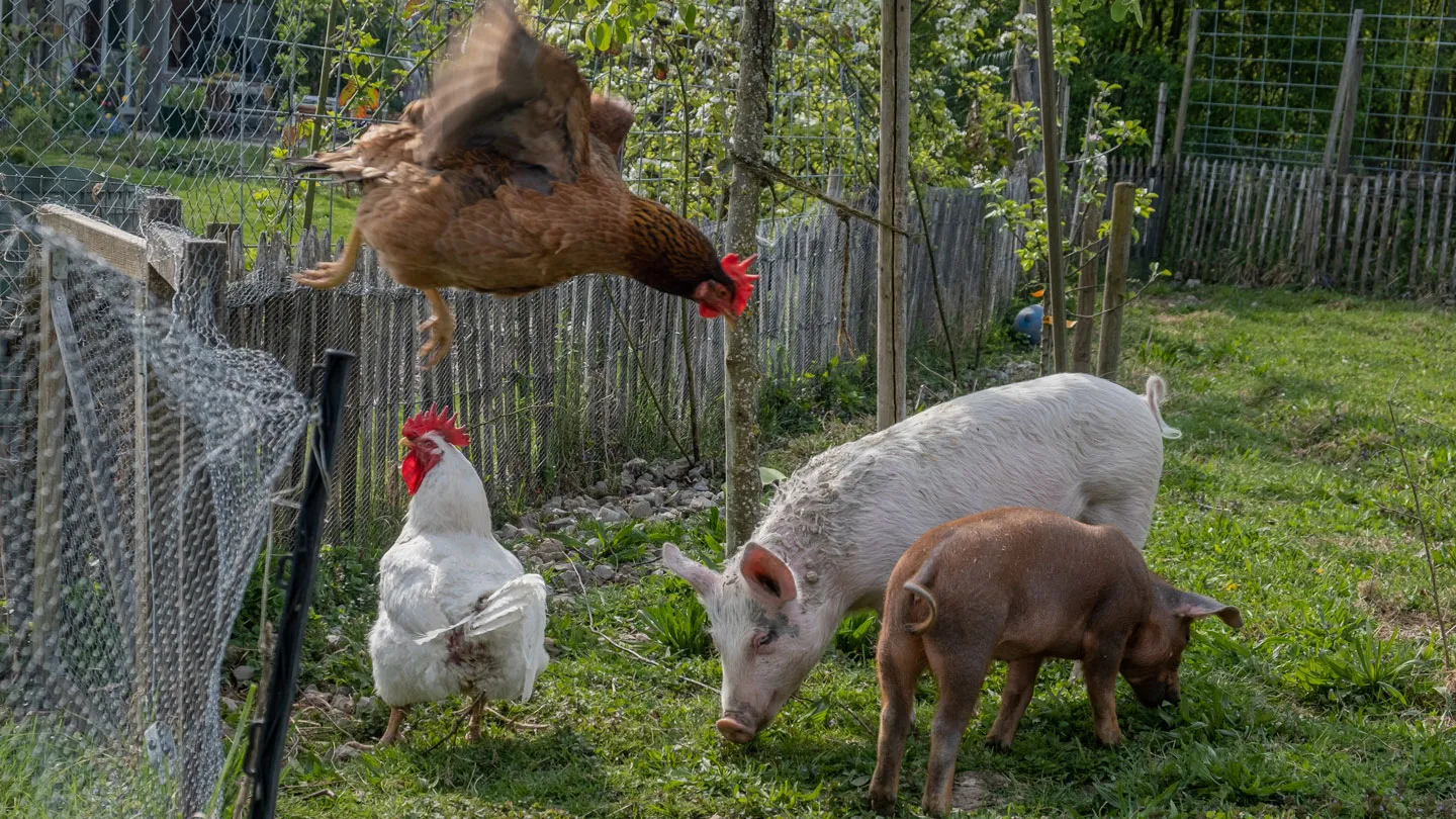 avian influenza viruses threaten cattle