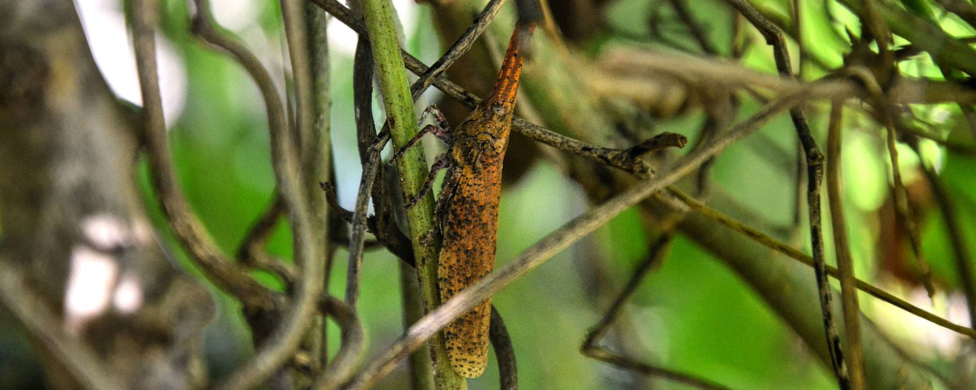 Sakondry insect on a tree