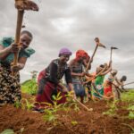 World Bank: women farmers are better than men at growing nutritious crops and irrigation