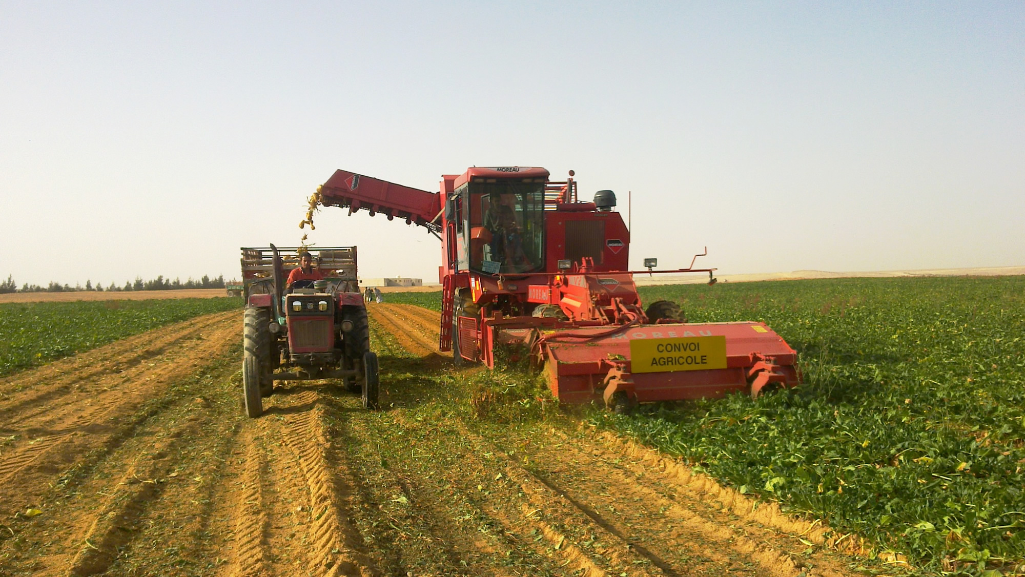 Egypt's agricultural projects