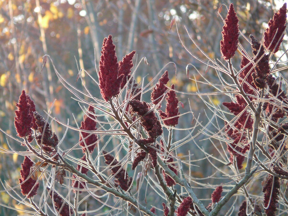 sumac berries