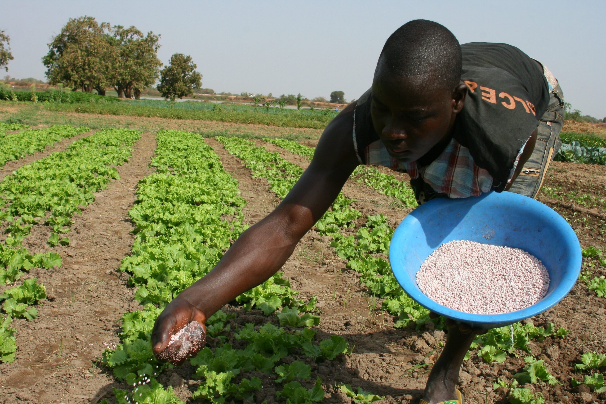 Nitrogen pollution from heavy fertilizer use