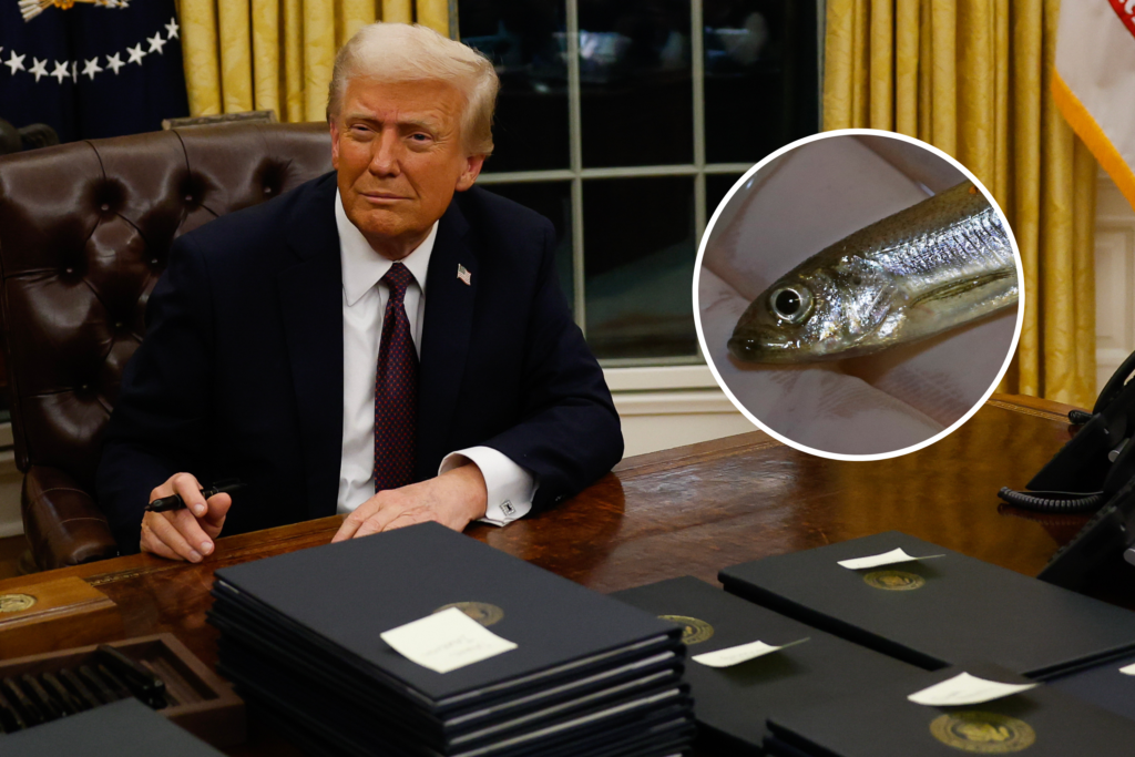Los Angeles wildfires pushed Trump to fight Delta smelt