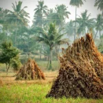 Agricultural residues in Egypt amount to 45 million tons<br><span  style=' color: grey; text-align: right;'>Huge quantities and some exploitation success stories</span>