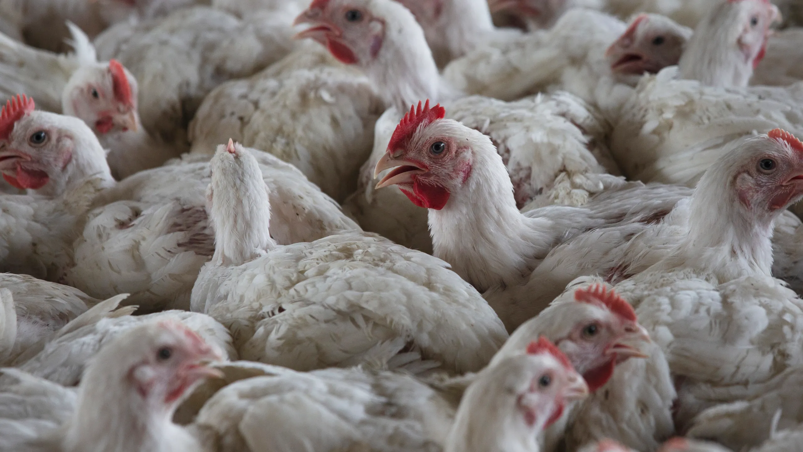 H5N1 highly pathogenic avian influenza spread