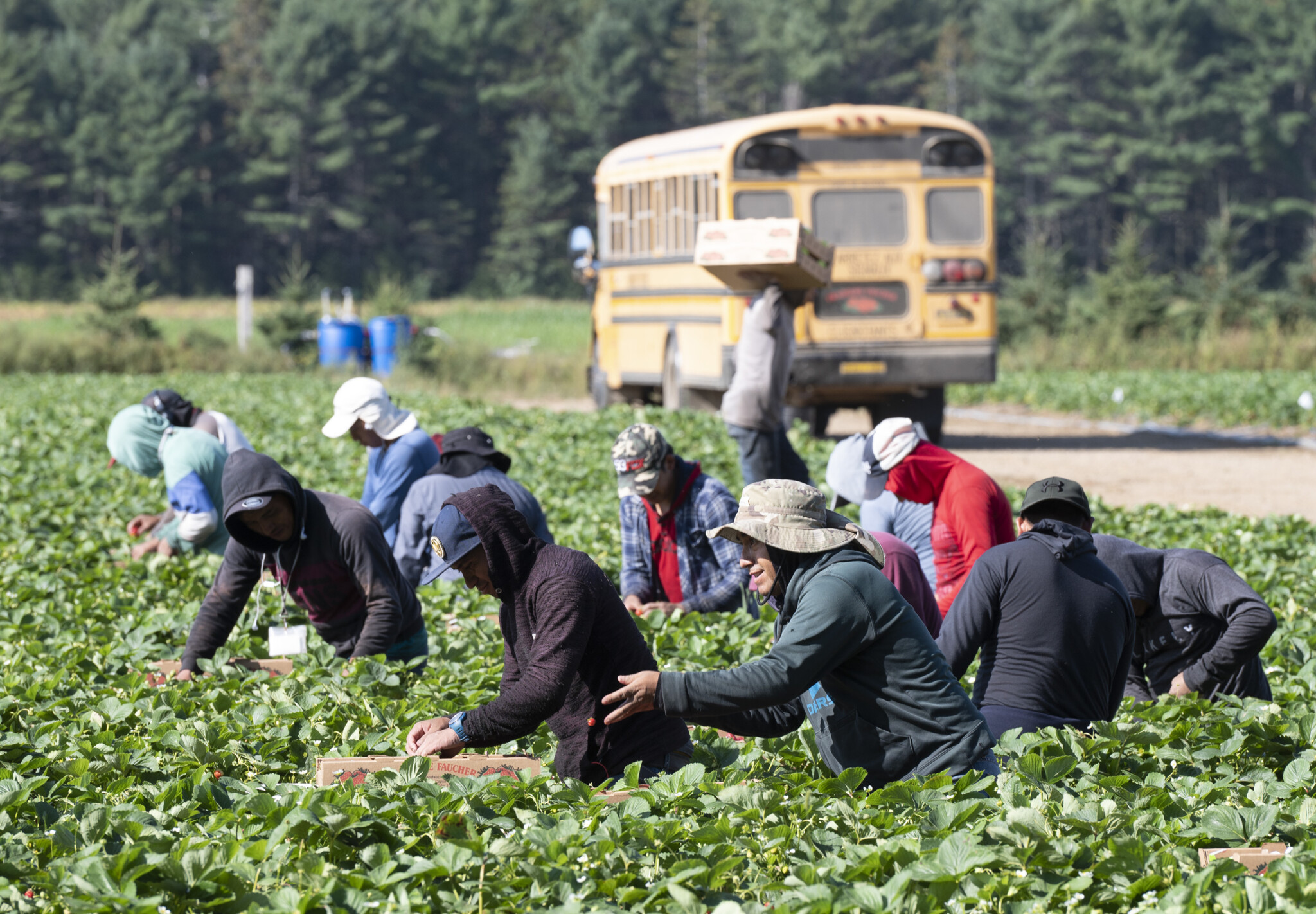 Temporary foreign agricultural workers in U.S.