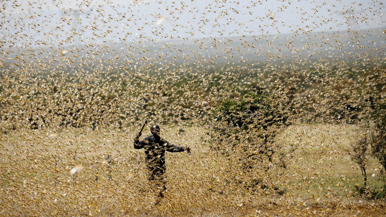 Desert locusts Invasion