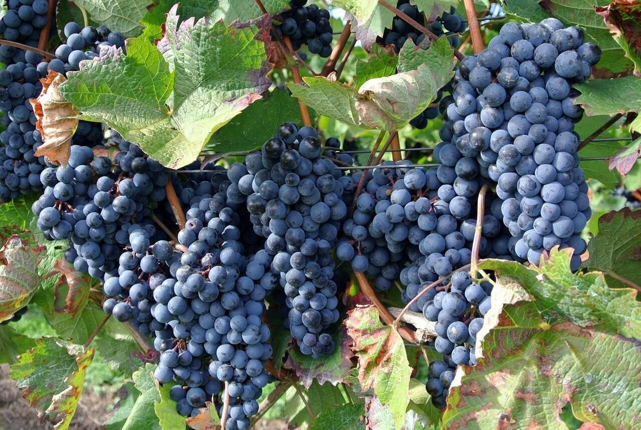 Georgian grapes face climate change