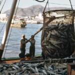 Efforts to combat illegal fishing win China support<br><span  style=' color: grey; text-align: right;'>Beijing becomes the 108th member of (PSMA)</span>