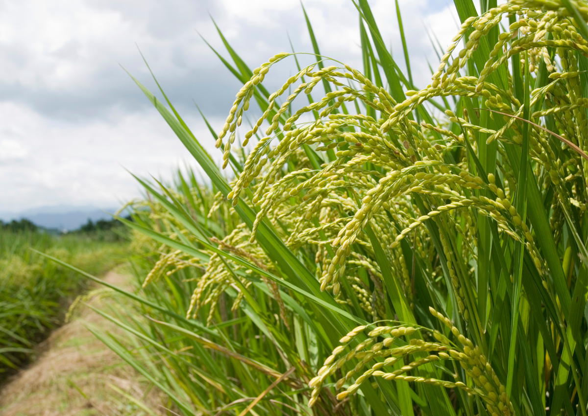 Asean’s agriculture sector is damaged from climate change