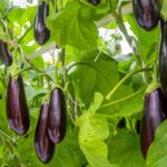 UK fruits and vegetables arriving weeks earlier than usual due to warm May