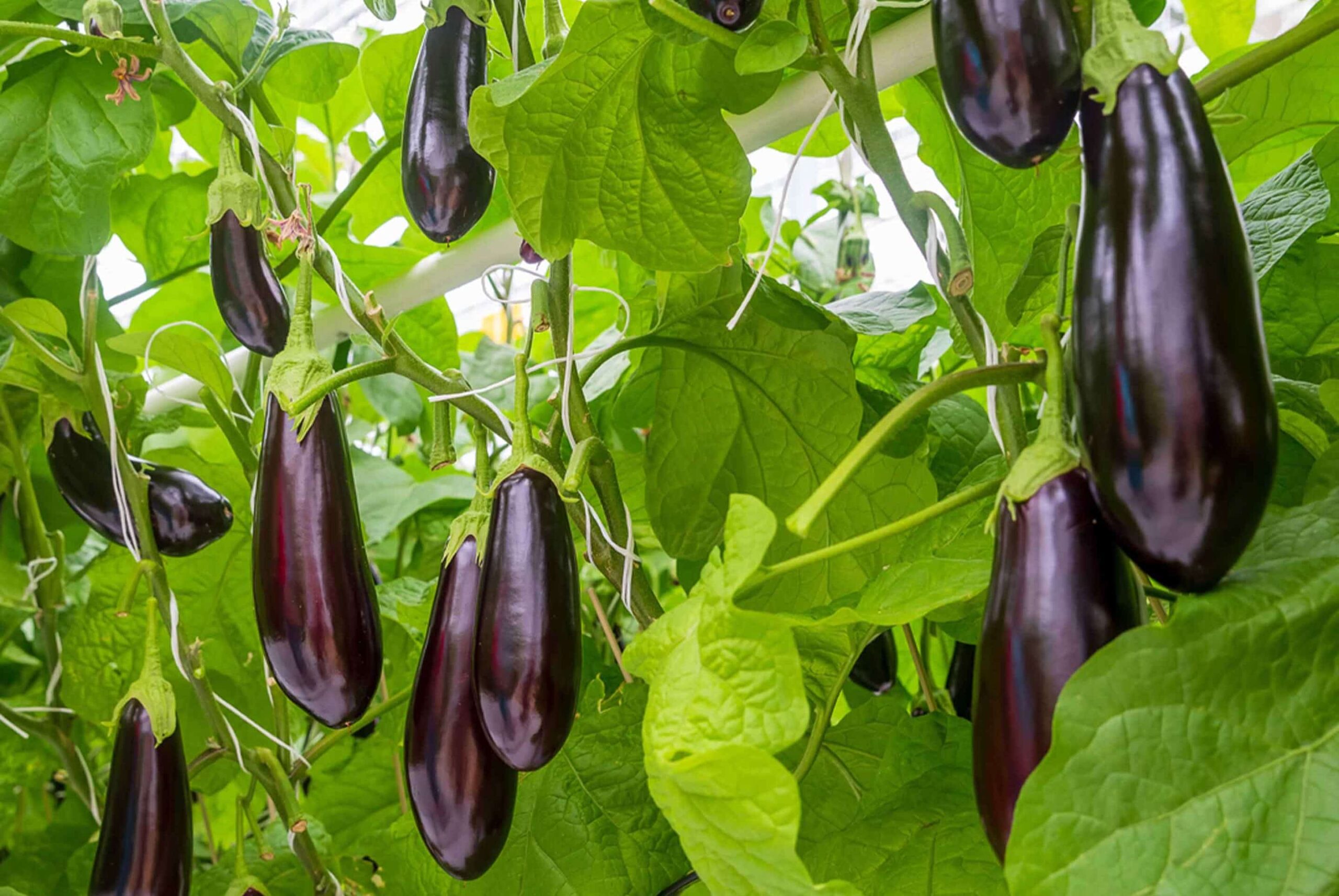 UK fruits and vegetables are affected by warm May